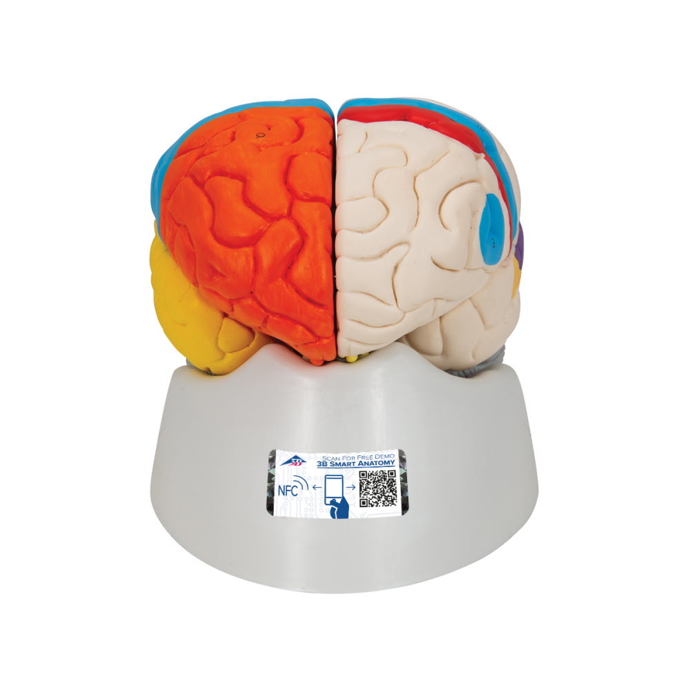 3B Scientific Neuro-Anatomisch model van de Hersenen, 8 delig, foto 2 van 6