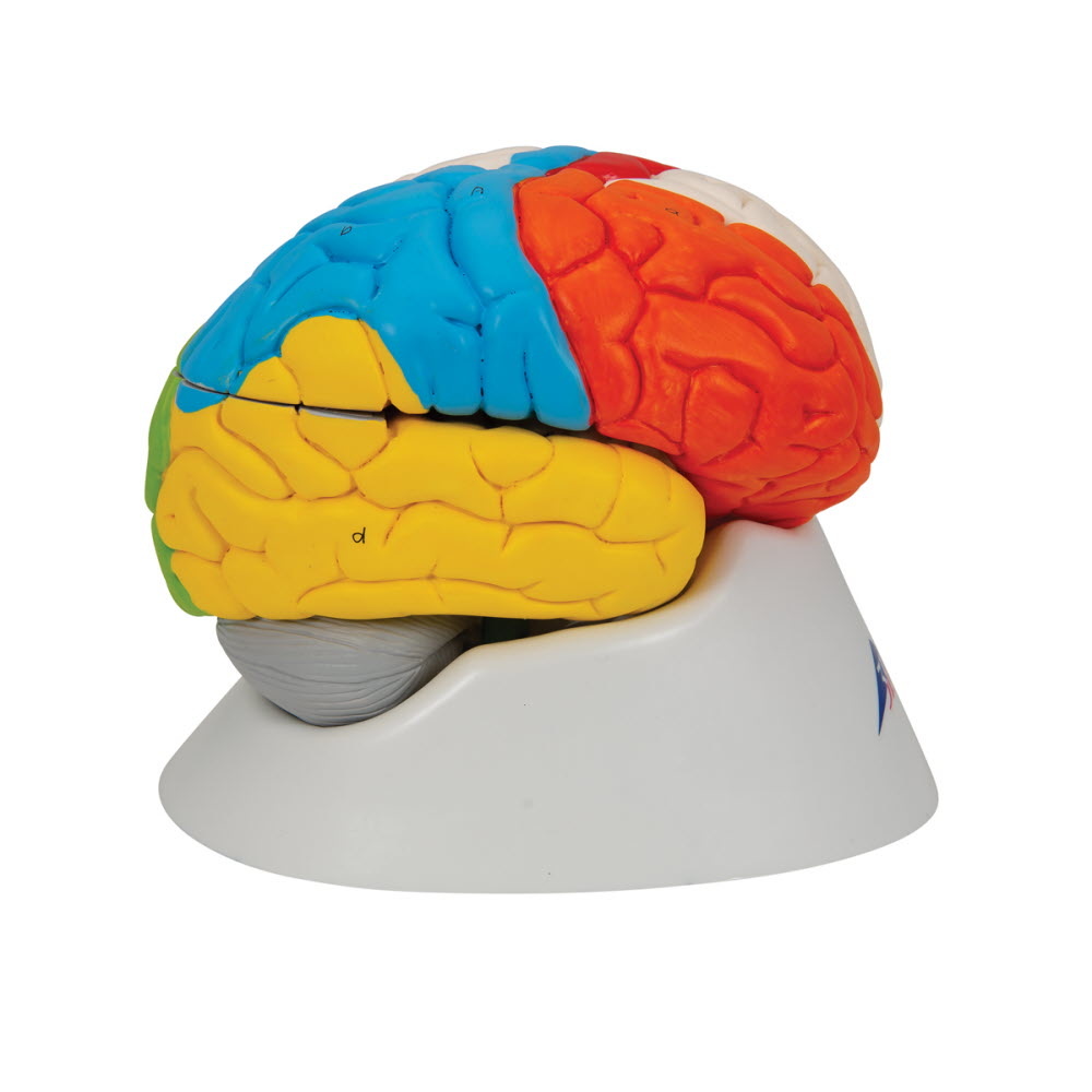 3B Scientific Neuro-Anatomisch model van de Hersenen, 8 delig, foto 3 van 6