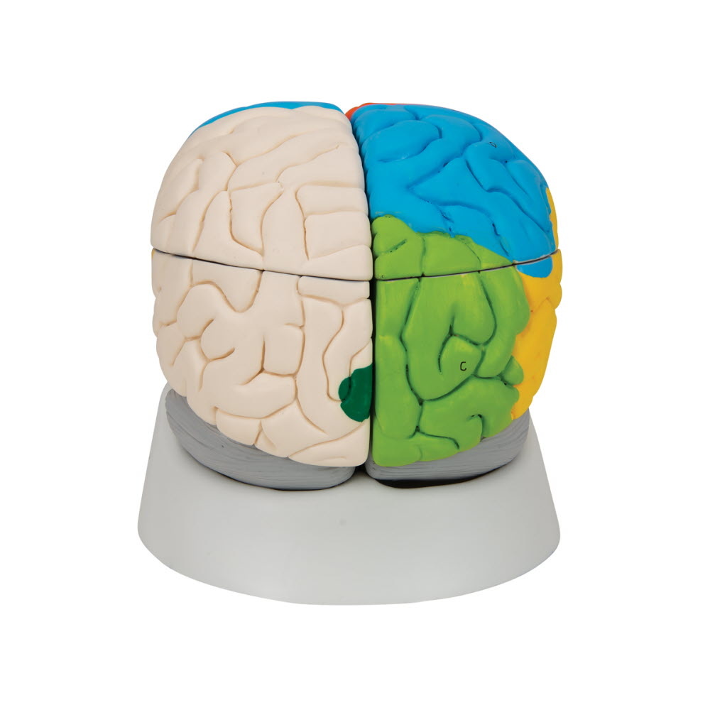 3B Scientific Neuro-Anatomisch model van de Hersenen, 8 delig, foto 4 van 6