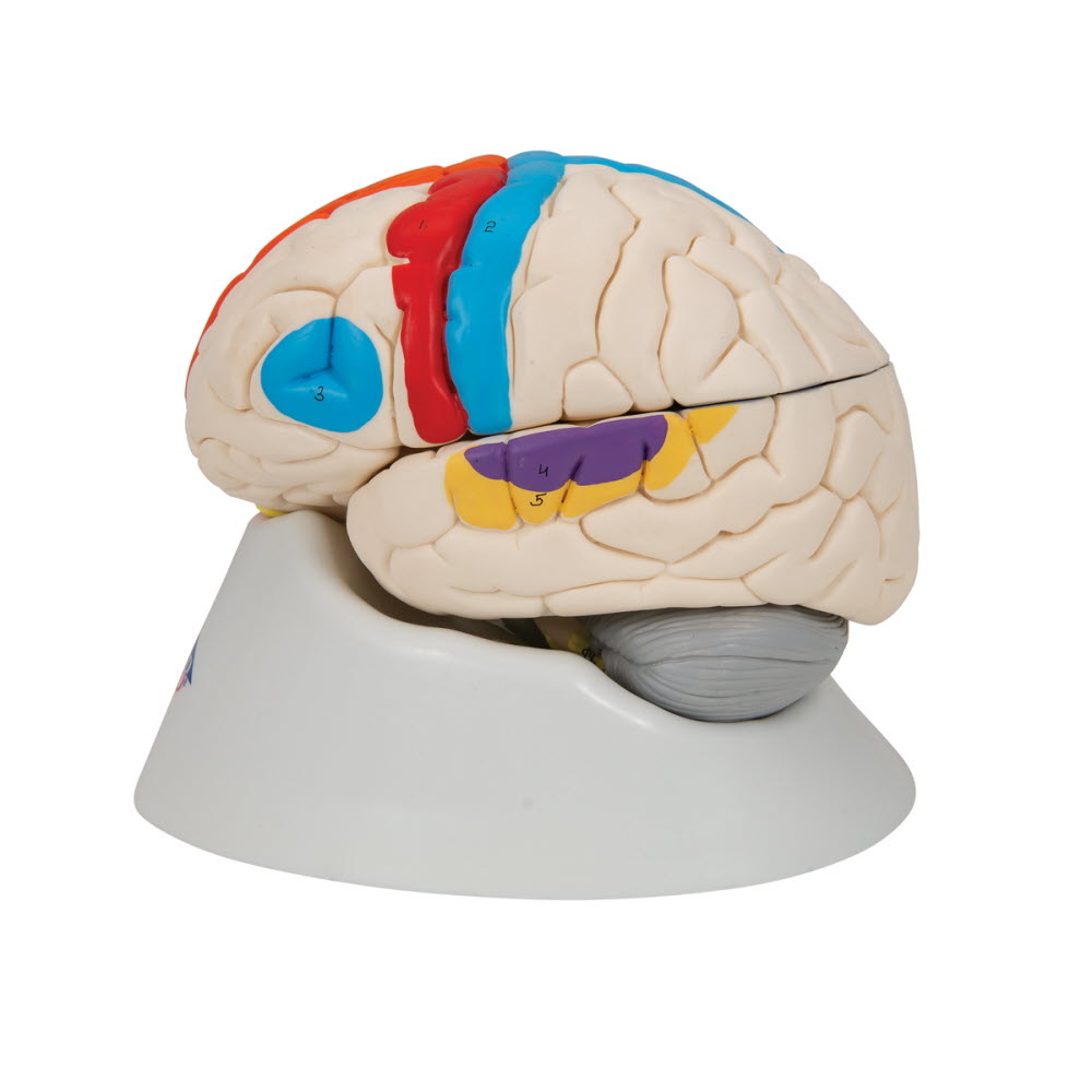 3B Scientific Neuro-Anatomisch model van de Hersenen, 8 delig, foto 5 van 6