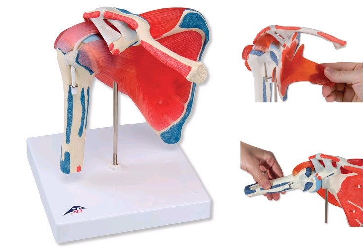 3B Scientific Spiermodel van de Schouder met Rotator Cuff, foto 6 van 6