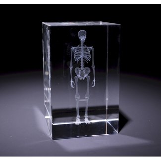 3D model van het menselijk skelet in glazen blok