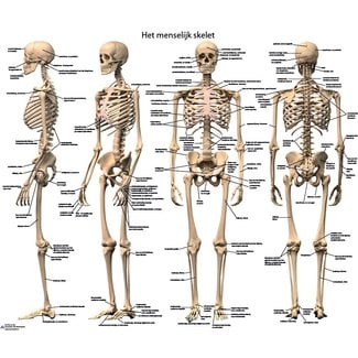 Vosmedisch Anatomie Poster Menselijk Skelet - Nederlands/ Latijn