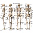 Vosmedisch Anatomische Poster Menselijk Skelet Nederlands/ Latijn
