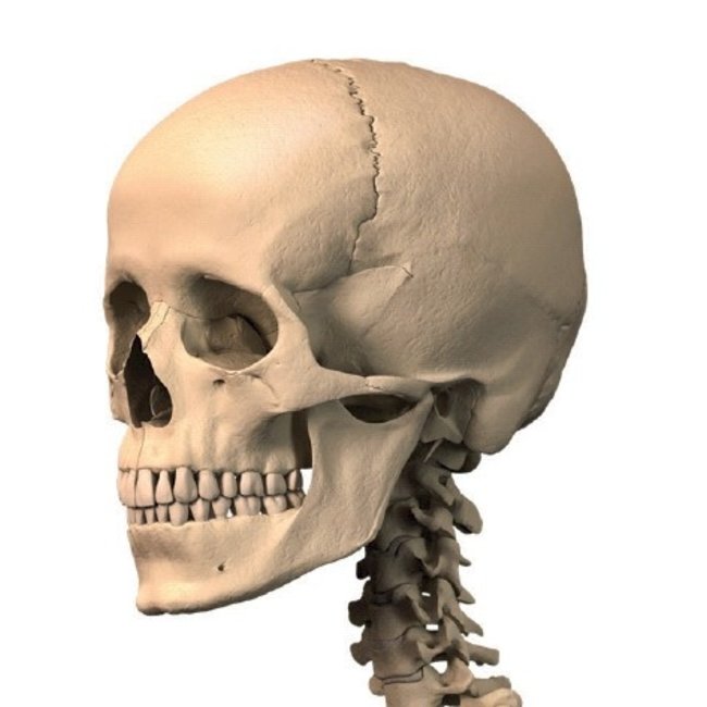 Vosmedisch Anatomische Poster Menselijk Skelet Nederlands/ Latijn