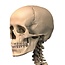 Vosmedisch Anatomische Poster Menselijk Skelet Nederlands/ Latijn