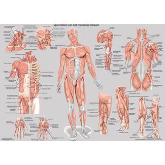 Anatomie Poster Spieren - Nederlands/Latijn