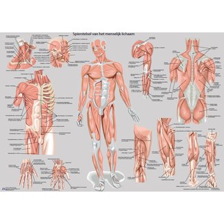 Vosmedisch Anatomie Poster Spieren - Nederlands/Latijn