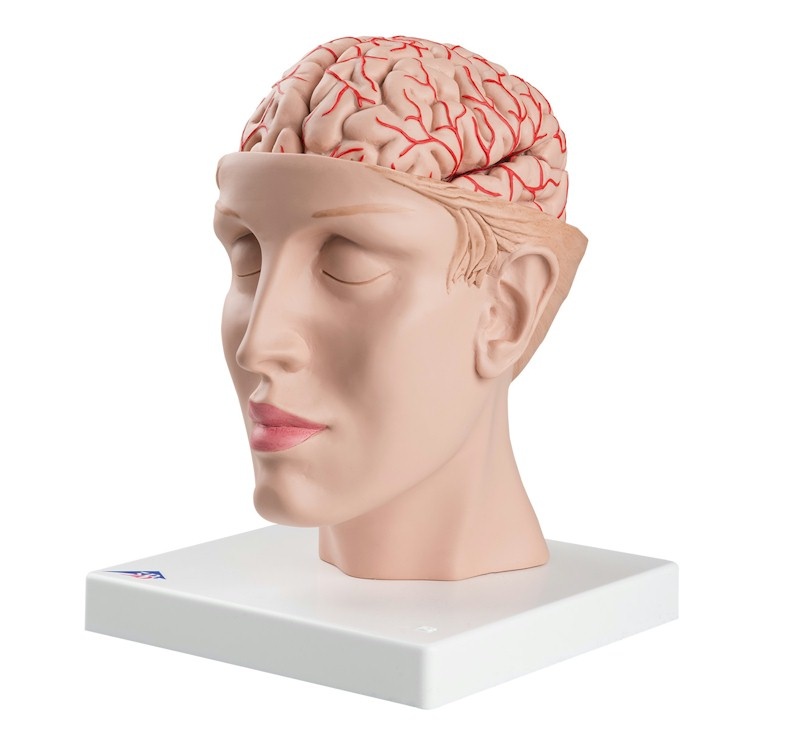 3B Scientific Hersenen 8-delig met aderen in Hoofd - 3B Scientific