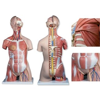 3B Scientific Torso Deluxe met spieren Dualsex-model 31 delig 87cm - 3B Scientific