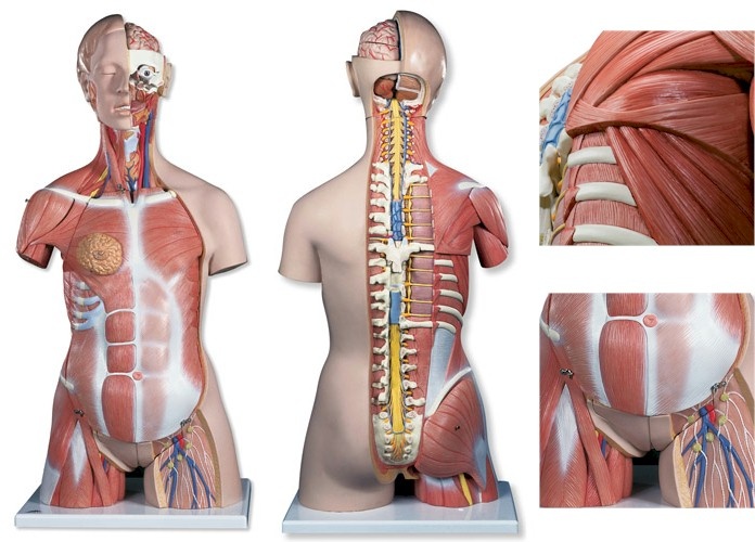 3B Scientific Torso Deluxe met spieren Dualsex-model 31 delig 87cm