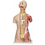 3B Scientific Torso Deluxe met spieren Dualsex-model 31 delig 87cm