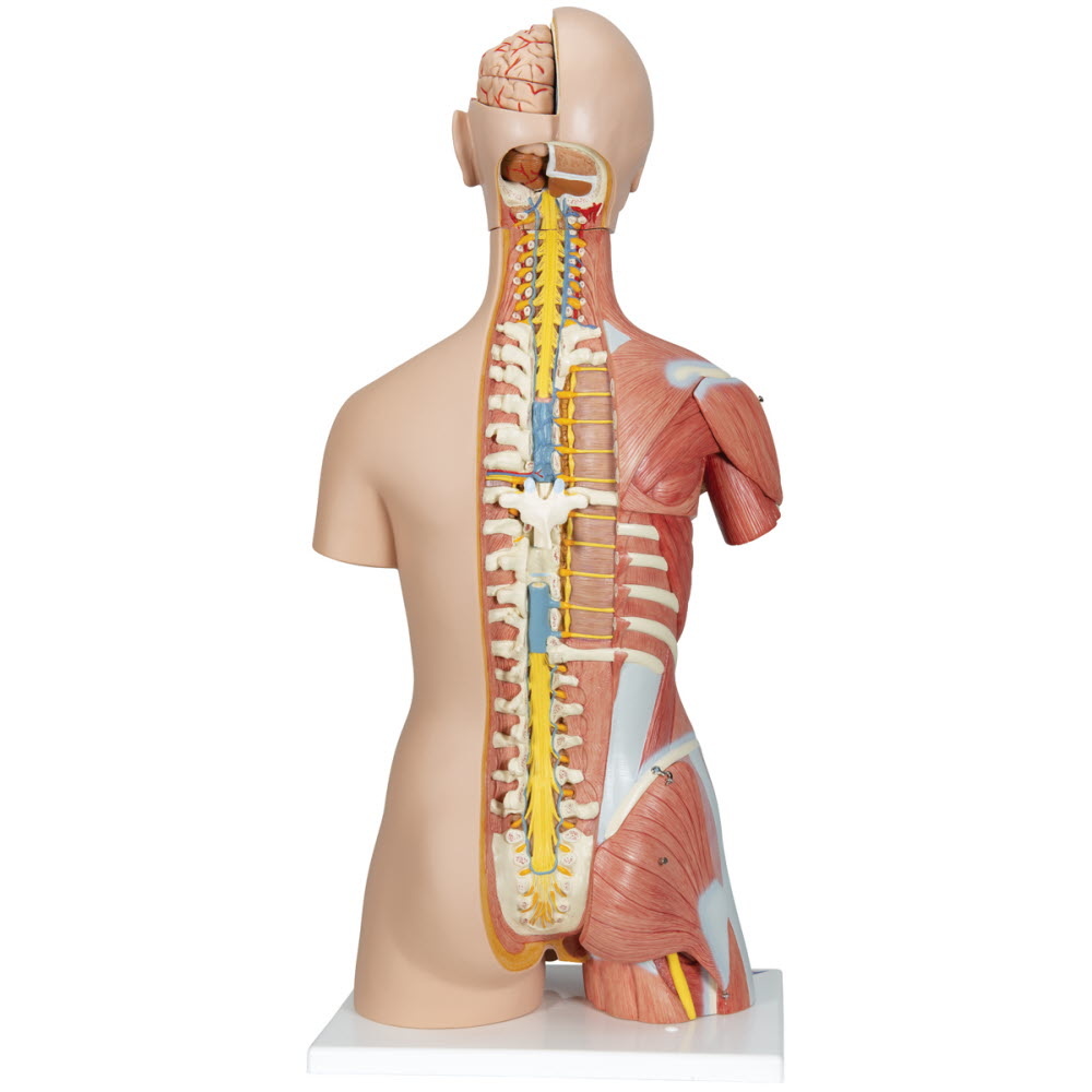 3B Scientific Torso Deluxe met spieren Dualsex-model 31 delig 87cm, foto 2 van 6