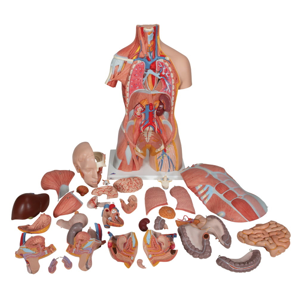 3B Scientific Torso Deluxe met spieren Dualsex-model 31 delig 87cm, foto 3 van 6