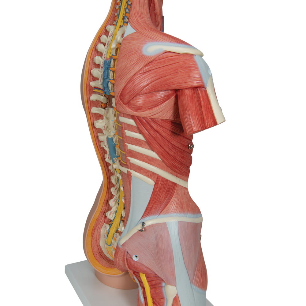 3B Scientific Torso Deluxe met spieren Dualsex-model 31 delig 87cm, foto 4 van 6
