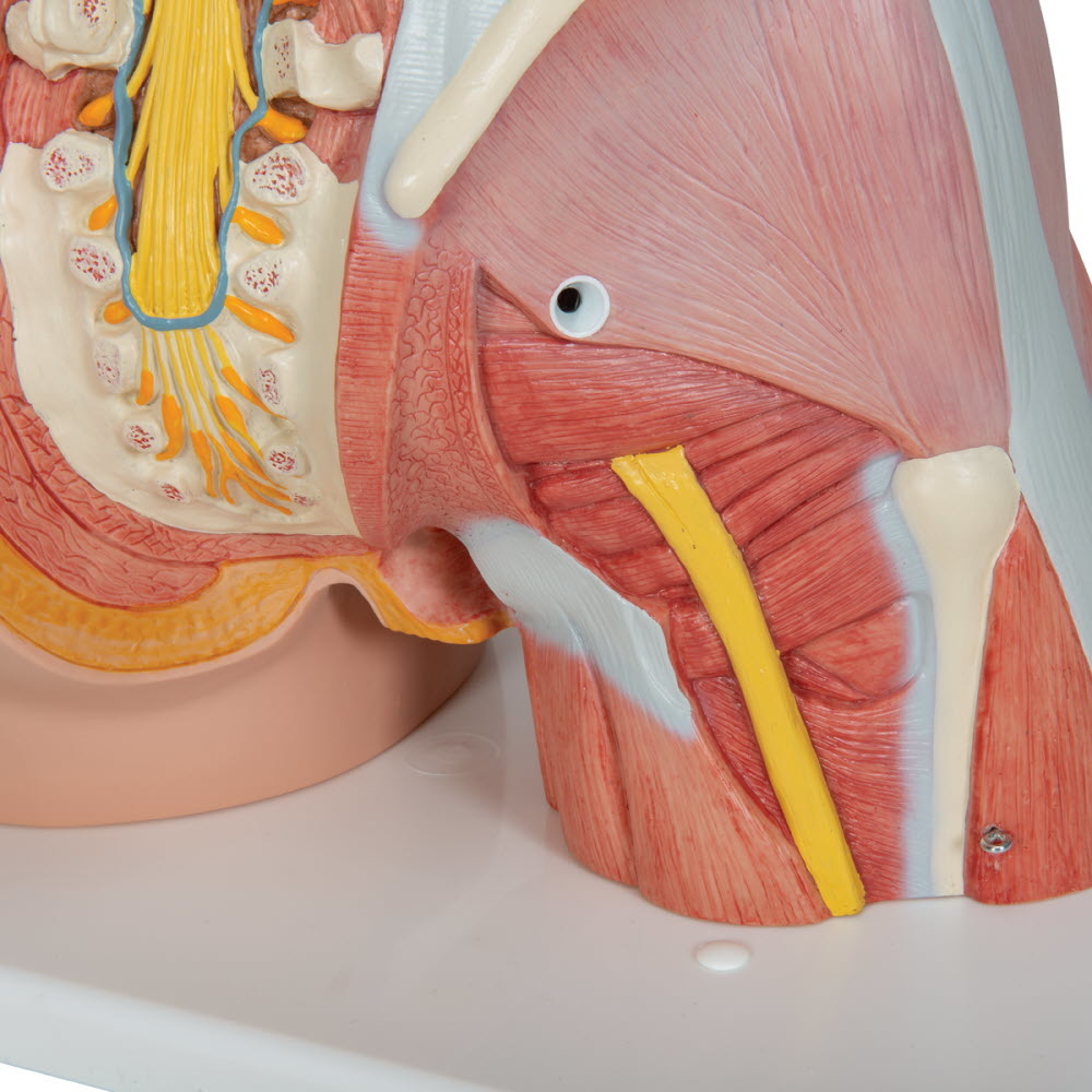 3B Scientific Torso Deluxe met spieren Dualsex-model 31 delig 87cm, foto 5 van 6