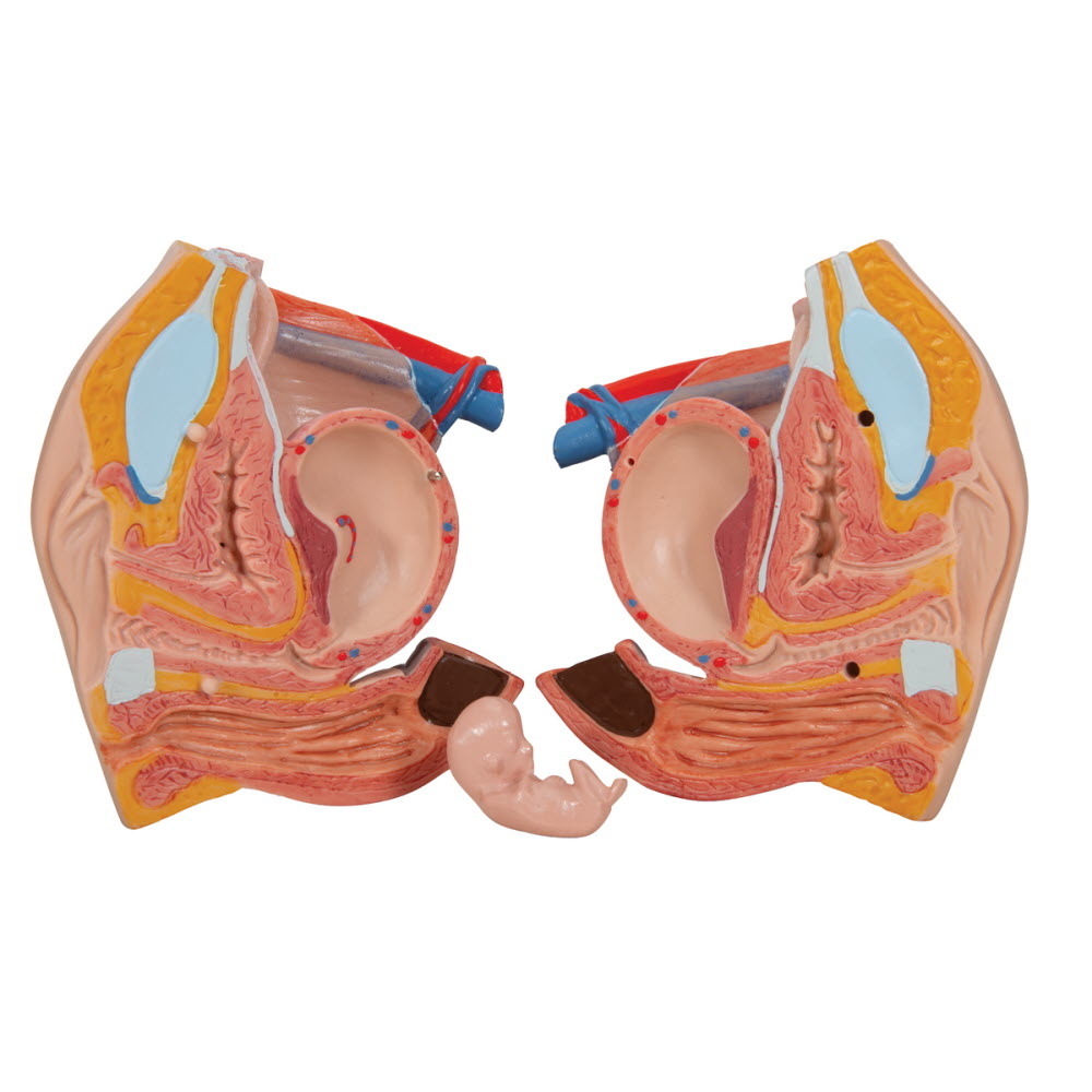 3B Scientific Torso Deluxe met spieren Dualsex-model 31 delig 87cm, foto 6 van 6