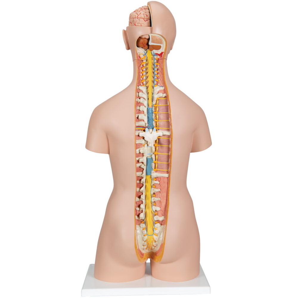 3B Scientific Torso Unisex classic met open rug 21 delig 87cm, foto 2 van 6