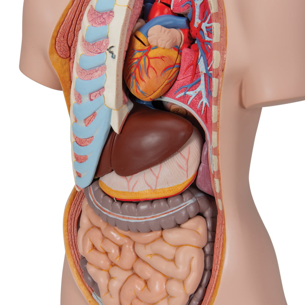 3B Scientific Torso Unisex classic met open rug 21 delig 87cm, foto 4 van 6