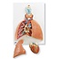 3B Scientific Anatomisch model van de longen met de larynx en het hart 5 delig - 3B Scientific