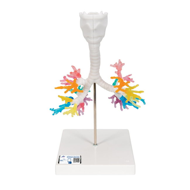 3B Scientific Anatomisch model Bronchiale boom met Strottenhoofd