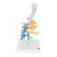 3B Scientific Anatomisch model Bronchiale boom met Strottenhoofd