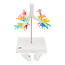 3B Scientific Anatomisch model Bronchiale boom met Strottenhoofd