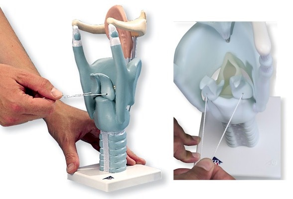 3B Scientific Functioneel model van de Larynx, 3 maal vergroot - 3B Scientific, foto 6 van 6