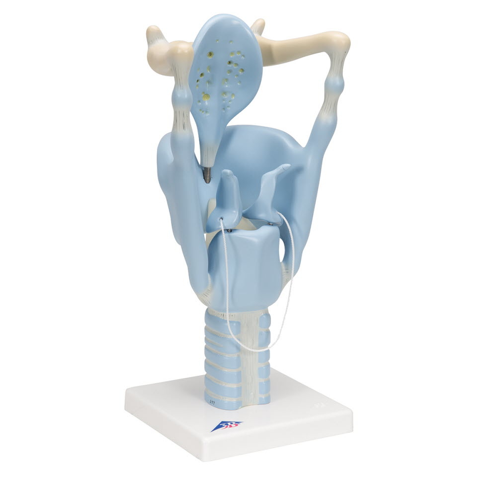3B Scientific Functioneel model van de Larynx, 3 maal vergroot - 3B Scientific, foto 3 van 6