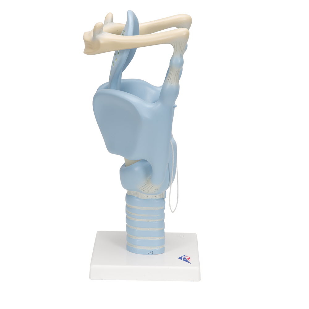 3B Scientific Functioneel model van de Larynx, 3 maal vergroot - 3B Scientific, foto 4 van 6