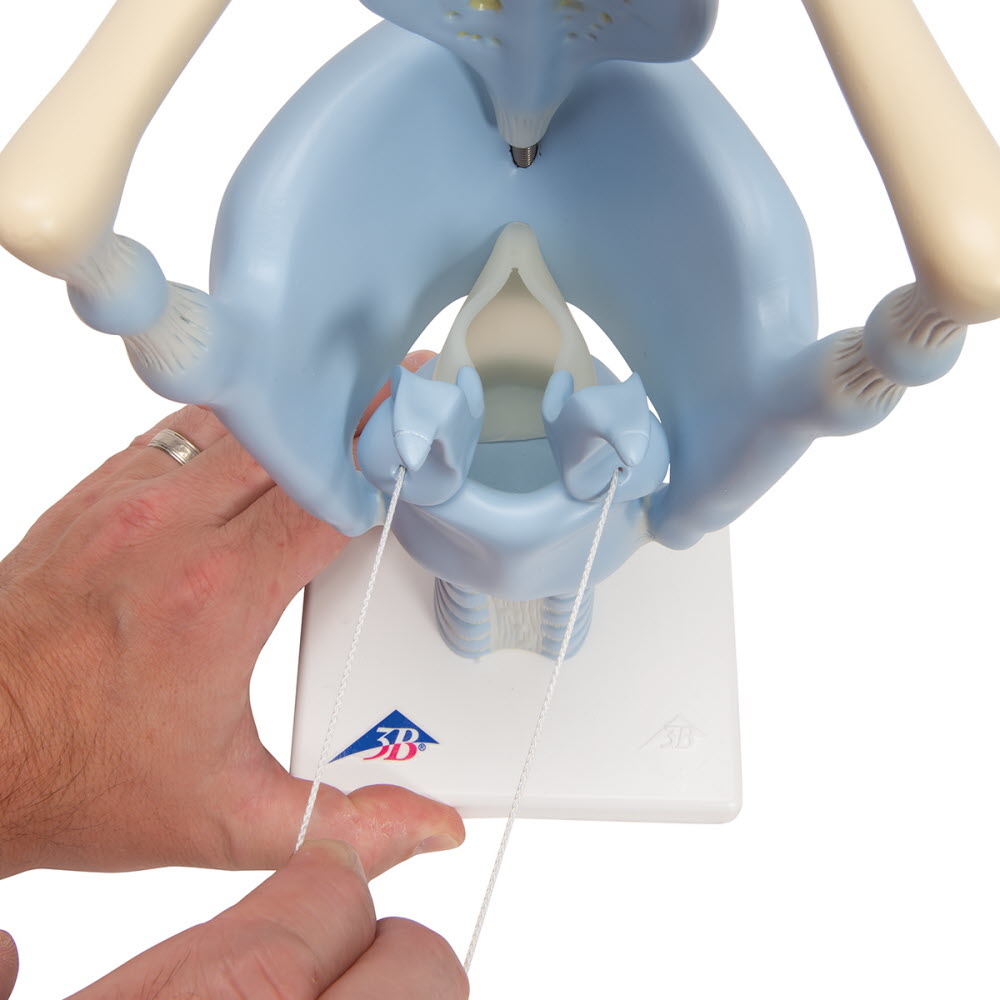 3B Scientific Functioneel model van de Larynx, 3 maal vergroot - 3B Scientific, foto 2 van 6