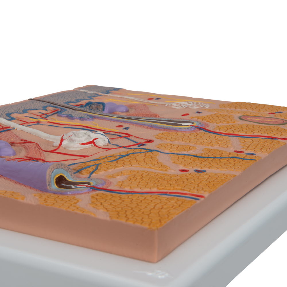 3B Scientific Anatomisch model van de huid op plaat, 70 maal vergroot, foto 3 van 5