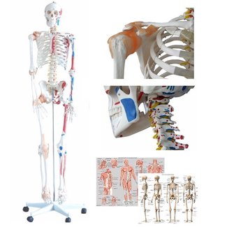 Anatomisch model Menselijk skelet met ligamenten en spieraanhechtingen levensgroot 180cm, genummerd incl. posters
