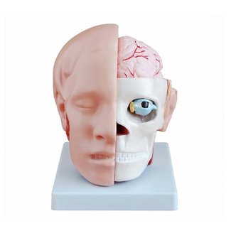 Anatomisch model van het Hoofd met Hersenen - Budget model