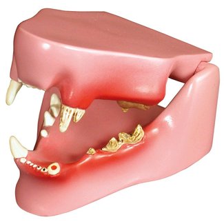 Anatomisch model van een kattengebit