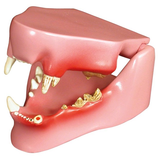 Erler Zimmer Anatomisch model van een kattengebit