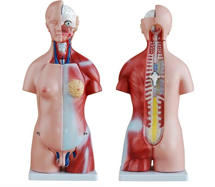 Unisex Torso van het menselijk lichaam 45 cm - Budget model
