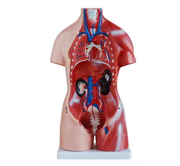 Unisex Torso van het menselijk lichaam 45 cm - Budget model, foto 3 van 6