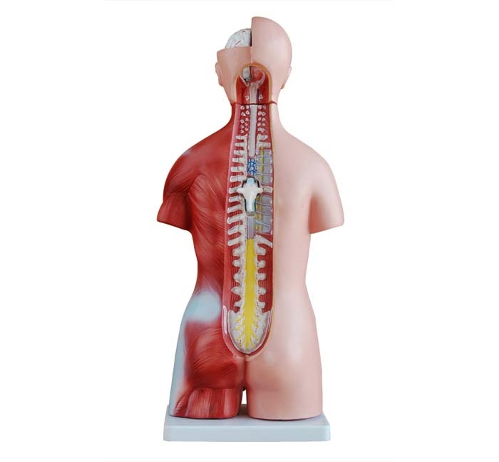 Unisex Torso van het menselijk lichaam 45 cm - Budget model, foto 4 van 6