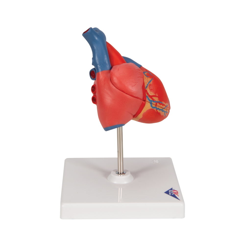 3B Scientific Anatomisch Model van het Hart - twee delig, foto 3 van 6