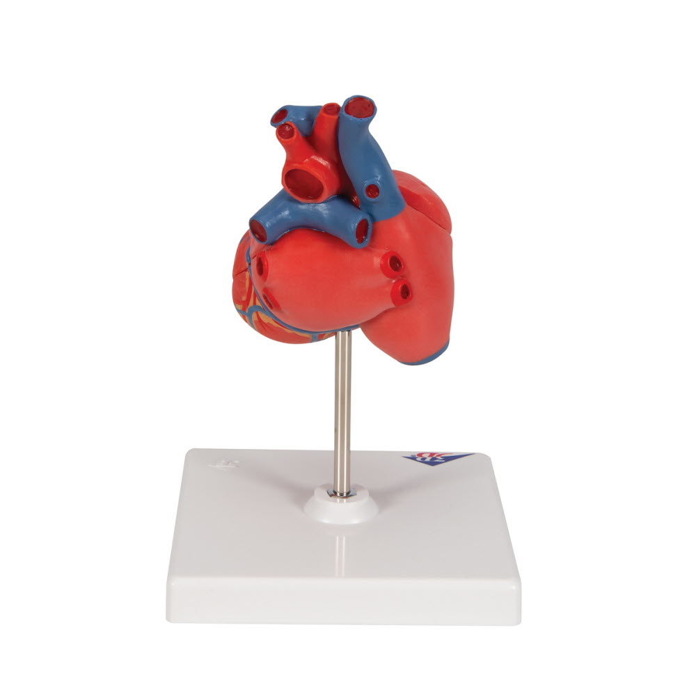 3B Scientific Anatomisch Model van het Hart - twee delig, foto 4 van 6