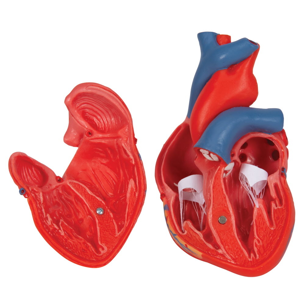 3B Scientific Anatomisch Model van het Hart - twee delig, foto 5 van 6
