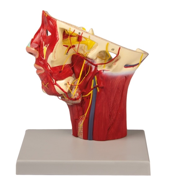Erler Zimmer Anatomisch model met de aders/slagaders van het hoofd - Erler Zimmer, foto 2 van 4