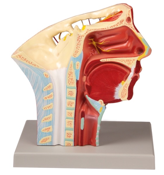 Erler Zimmer Anatomisch model met de aders/slagaders van het hoofd - Erler Zimmer, foto 3 van 4