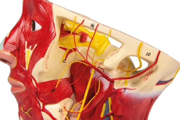 Erler Zimmer Anatomisch model met de aders/slagaders van het hoofd - Erler Zimmer, foto 4 van 4