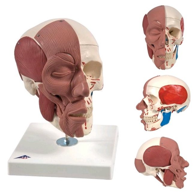 3B Scientific Model van de schedel met gezichtsmusculatuur - 3B Scientific