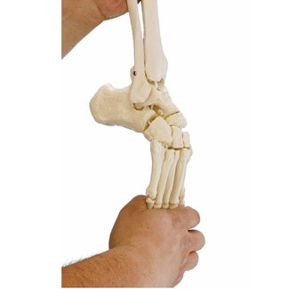 Erler Zimmer Flexibel model van de voet