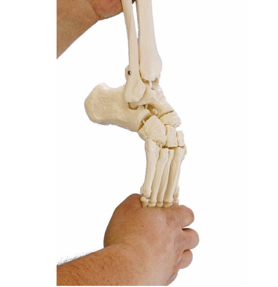 Erler Zimmer Flexibel model van de voet