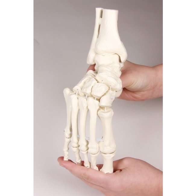 Erler Zimmer Flexibel model van de voet
