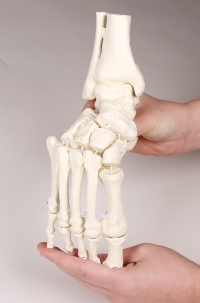 Erler Zimmer Flexibel model van de voet, foto 2 van 4